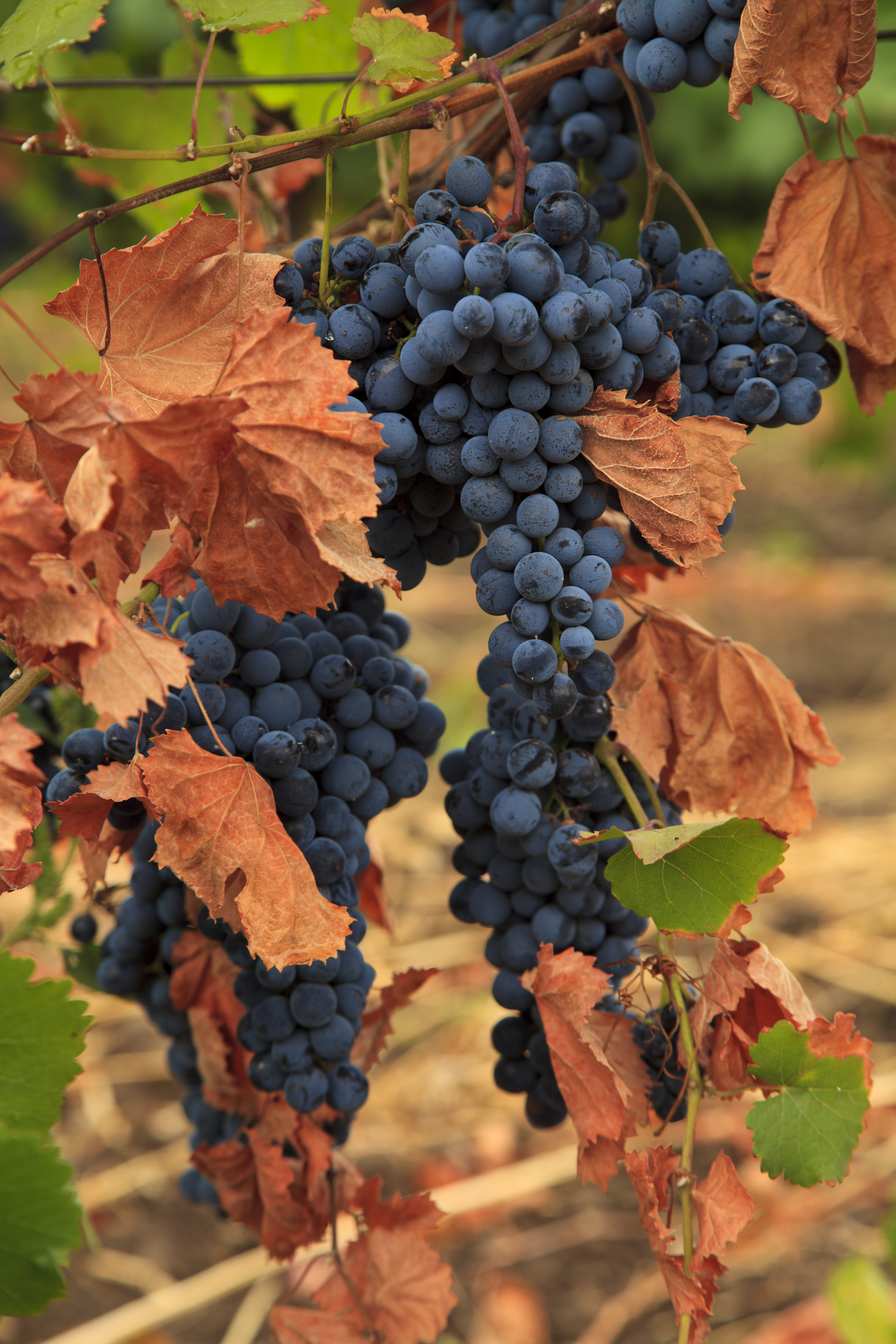 У KOBLEVO завершився збір винограду 2025 року: висока якість попри складні умови